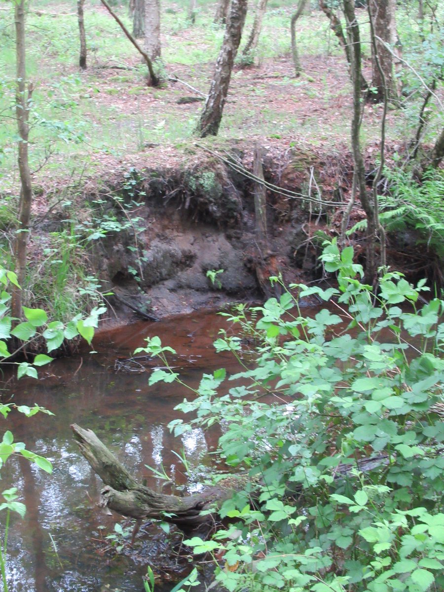 DeBiezen_76's tweet photo. #EVZDeSnelleLoop en laatste stukje #Esperloop , deze wordt gevoed door het fosfaatrijke water uit de diepe lagen van de #Peelrandbreuk hier profiteert de zeer zeldzame #Bronlibel weer van-op de achtergrond de toren van de #Slechtvalken van @beleefdelente https://t.co/83cHNAFM8q