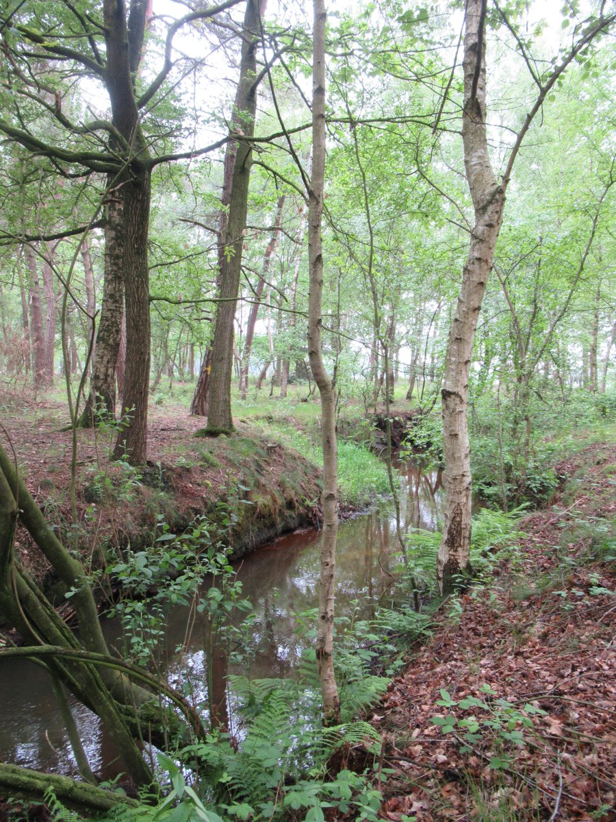 DeBiezen_76's tweet photo. #EVZDeSnelleLoop en laatste stukje #Esperloop , deze wordt gevoed door het fosfaatrijke water uit de diepe lagen van de #Peelrandbreuk hier profiteert de zeer zeldzame #Bronlibel weer van-op de achtergrond de toren van de #Slechtvalken van @beleefdelente https://t.co/83cHNAFM8q