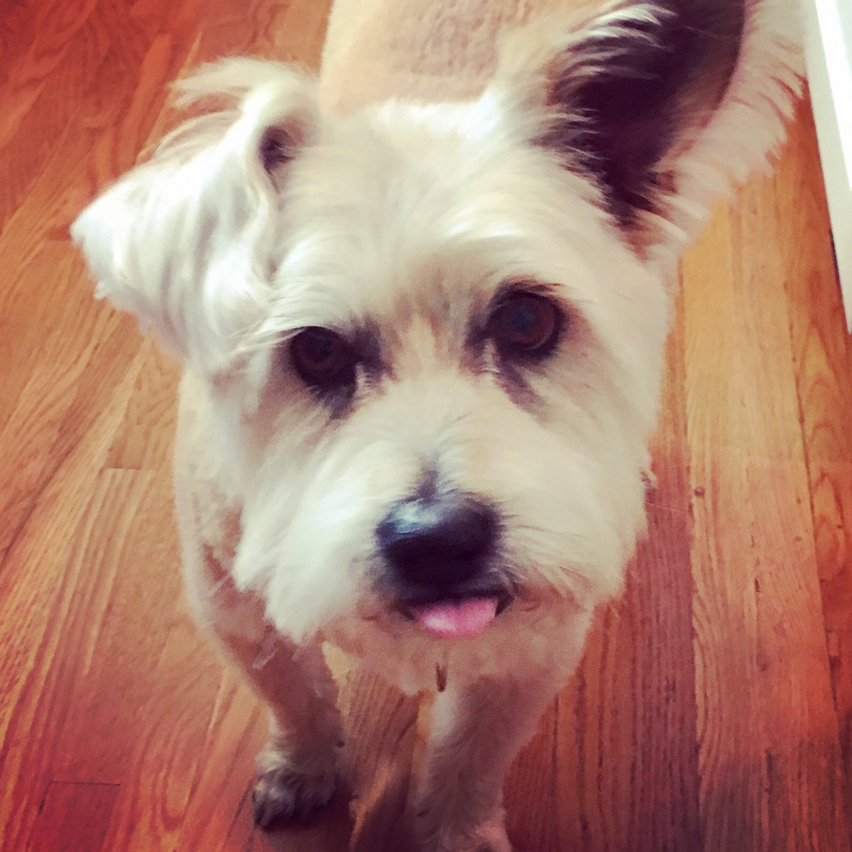 FrankBuckleyTV's tweet photo. Our Bella is 13 and a rescue who can't see or hear as well as she used to but is still a joy for our family. It's #NationalRescueDogDay founded by @henrydicarlo's wonderful wife Lisa. Her #tailsthatteach educates young children about kindness. Share your rescue dog story! https://t.co/NYMJcDVf7x