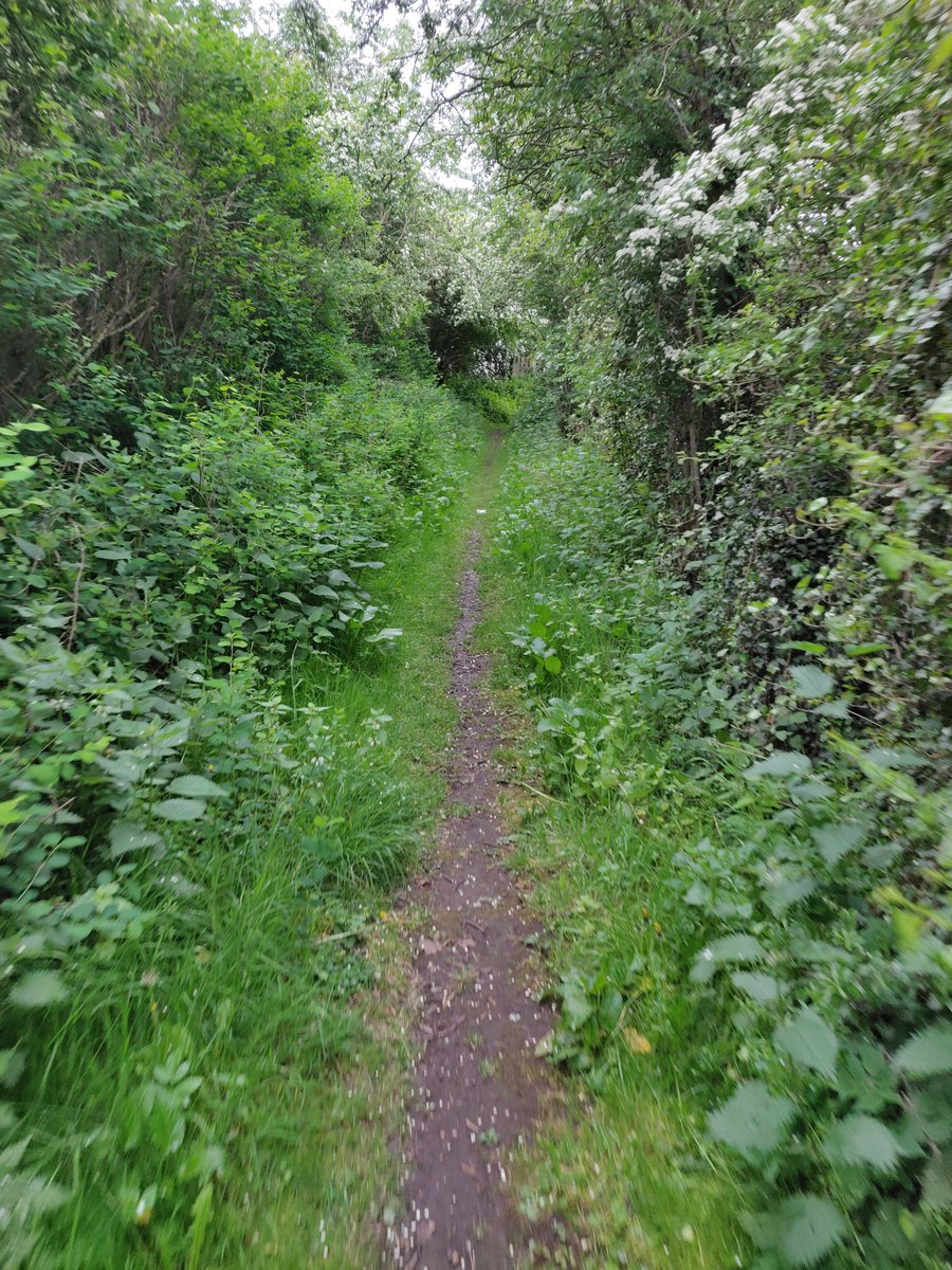 DPollock92's tweet photo. @MidHelp Are there any plans to make a proper footpath between Harelaw and the new road bypassing Millerhill? It's the walking route to Shawfair station and currently is very overgrown with no lighting at all! https://t.co/7a3uEFSUhp