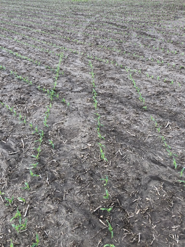 PRLFSPrecisionB's tweet photo. Cool morning performance check. Swath check, turn comp check, steering check. With Agleader InCommand 1200, SteerCommand, and SureDrive. @PrairielandFS @AgLeaderTech #AgLeaderPlant19 https://t.co/SpoFSchlhA
