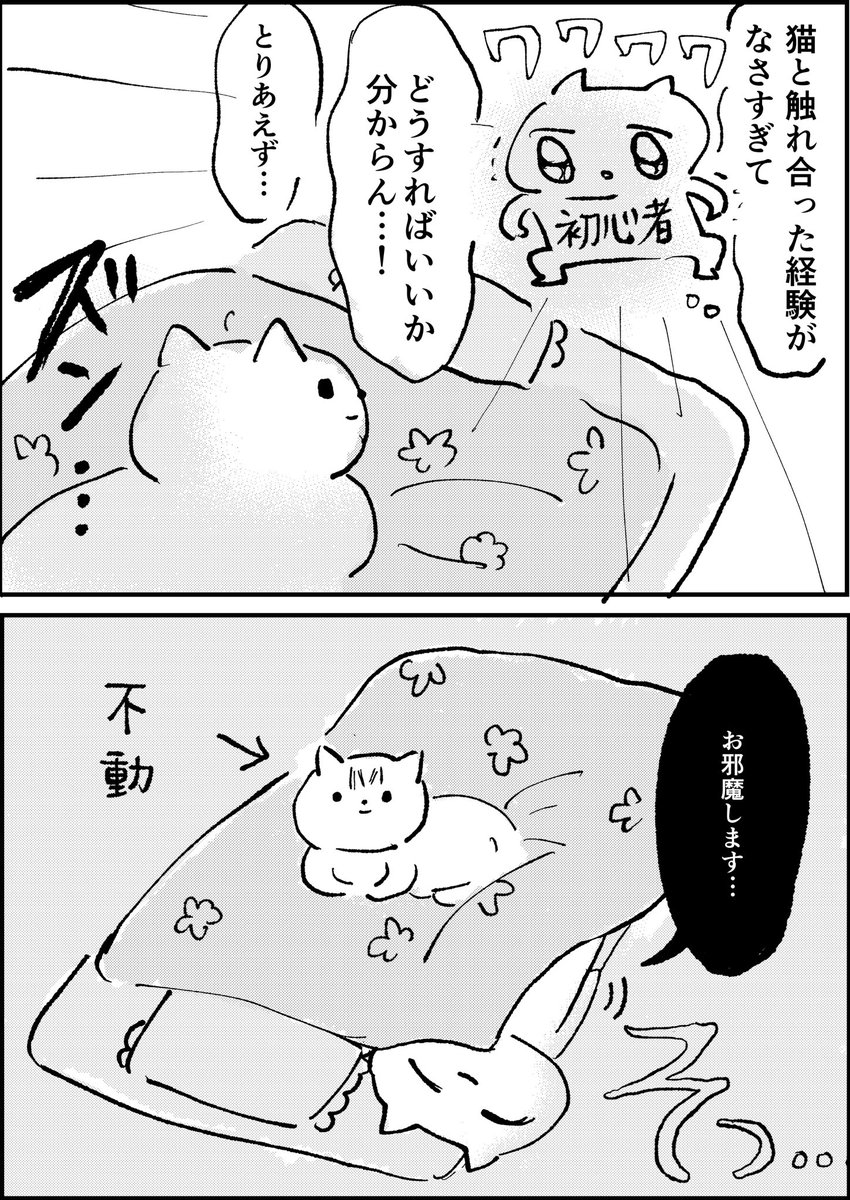 デザフェス前夜、生まれて初めてねこと一緒に寝たはなし。

?ねこ：ななみそさんちの愛猫、ちょこちゃん（かわいい? 