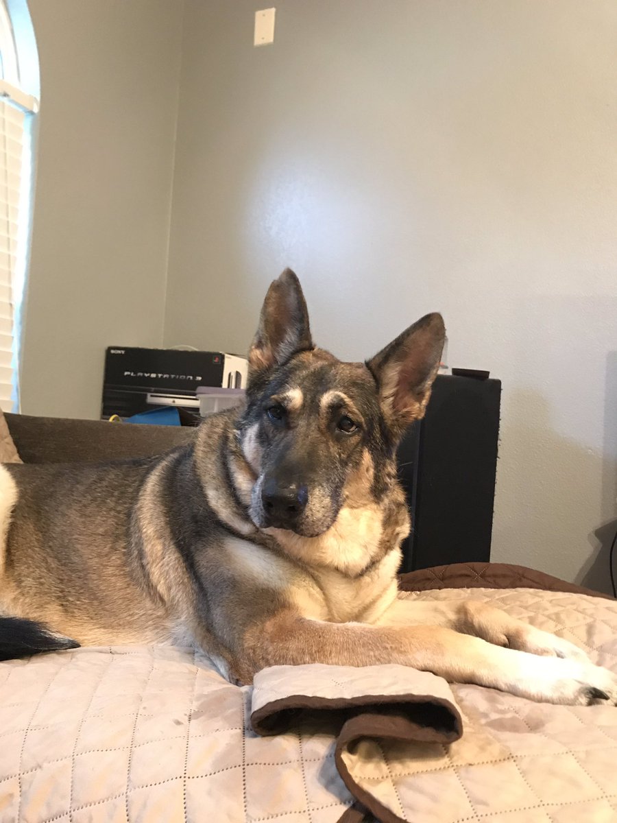 DFWRoxie's tweet image. Such a pretty girl posing for the 📸. #AdoptDontShop #Mansbestfriend🐾 #ClearTheShelters2016 #GSDofTwitter