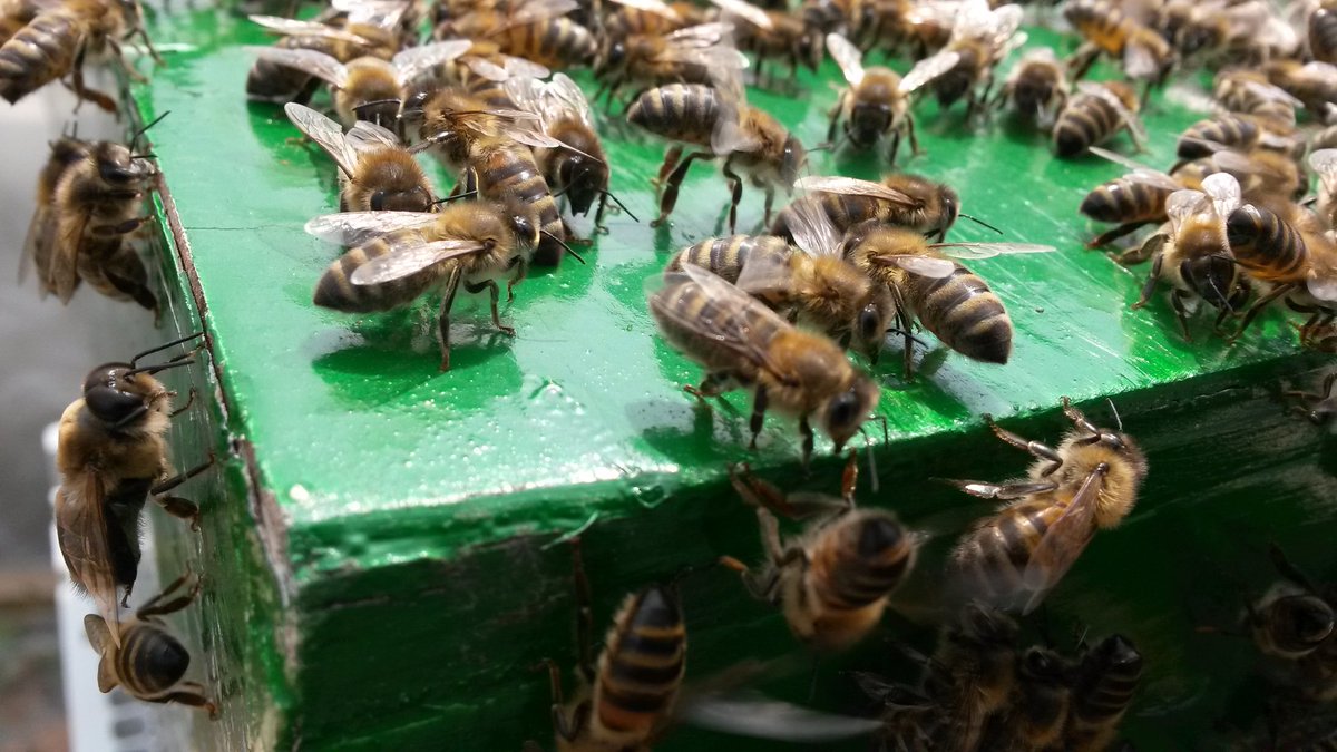 Flourishbees's tweet photo. Help All Bees In Your Community on World Bee Day with all types of plants, flowers, fruit, veg and bushes and trees they help them live there lives so plant them if you can in what ever space you have. #Bees #honeybees #bumblebees #allbees #RHSChelsea https://t.co/OJ2XDkcknF