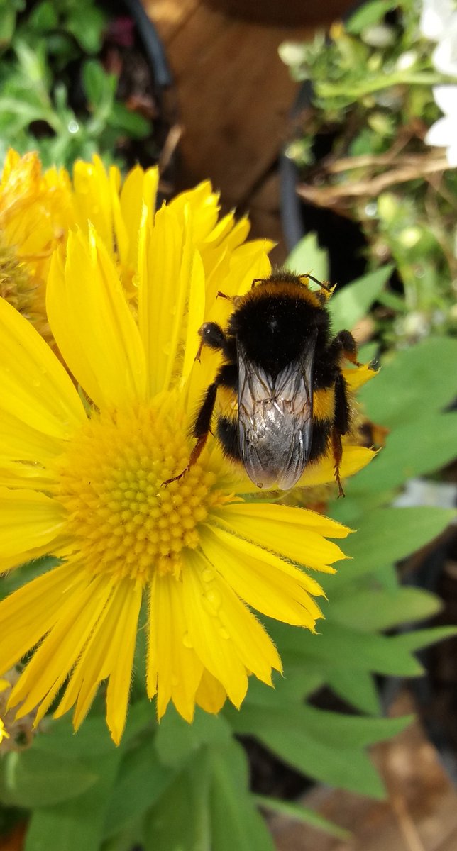 Flourishbees's tweet photo. Help All Bees In Your Community on World Bee Day with all types of plants, flowers, fruit, veg and bushes and trees they help them live there lives so plant them if you can in what ever space you have. #Bees #honeybees #bumblebees #allbees #RHSChelsea https://t.co/OJ2XDkcknF
