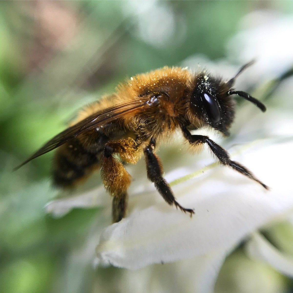Flourishbees's tweet photo. Help All Bees In Your Community on World Bee Day with all types of plants, flowers, fruit, veg and bushes and trees they help them live there lives so plant them if you can in what ever space you have. #Bees #honeybees #bumblebees #allbees #RHSChelsea https://t.co/OJ2XDkcknF