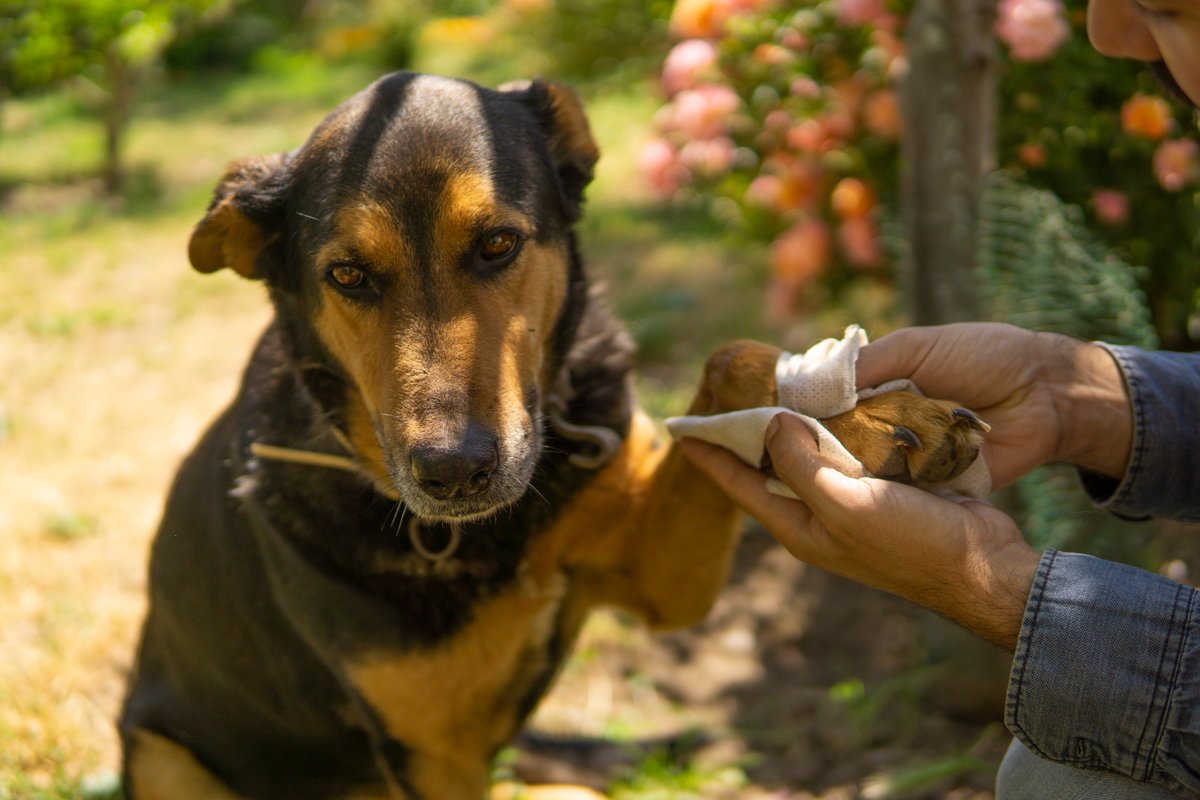 CleapetUK's tweet photo. Hello happy paws! Visit: https://t.co/HpKsaVEtvG

• Easy application takes 5 minutes
• Vegan
• Produced by using nano-technology
• Healthy skin and coat
• Eco-friendly
• Unique and full of love https://t.co/lVQpos1Hgb