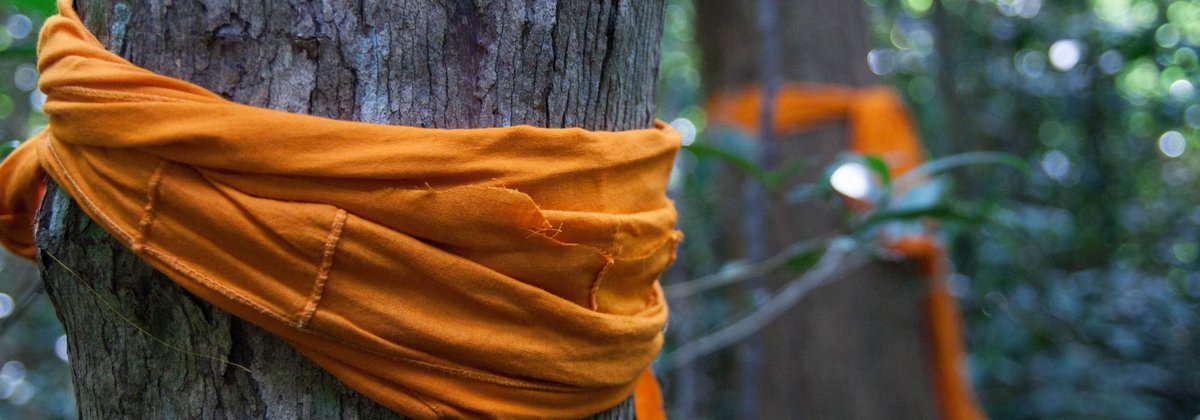 HayEdie's tweet photo. Buddhist tree ordination practices have spread from #Thailand 🇹🇭 to #Cambodia 🇰🇭 but has its impact dulled? https://t.co/ok00ycopCM @sgpthai https://t.co/xYVDpFI0Q3