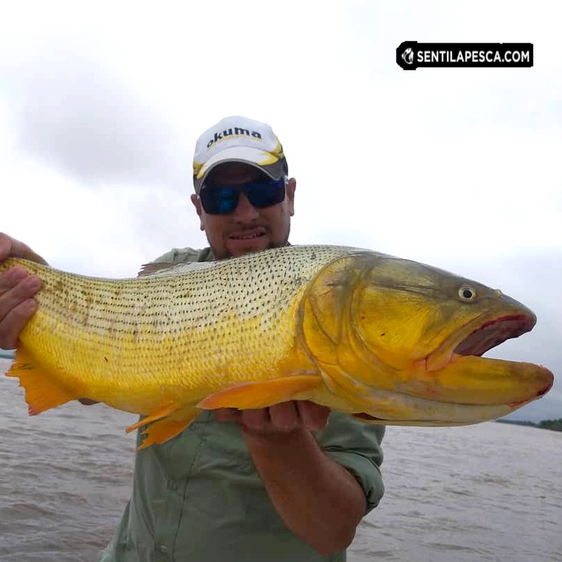 Sentilapesca's tweet photo. TREMENDA PESCA mano a mano con Gera. Metimos un #pescon con #fly, muy buenos portes!!! Es el momento para venir por ellos a #Esquina, #Corrientes By #MatiasSchaffer
.
#pescadeportiva #dorados #sentilapesca #condevolucion #conmosca #embarcados #goldenfish https://t.co/wiuBG1AZsy