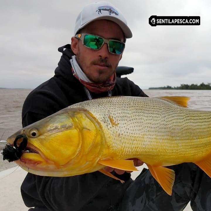 Sentilapesca's tweet photo. TREMENDA PESCA mano a mano con Gera. Metimos un #pescon con #fly, muy buenos portes!!! Es el momento para venir por ellos a #Esquina, #Corrientes By #MatiasSchaffer
.
#pescadeportiva #dorados #sentilapesca #condevolucion #conmosca #embarcados #goldenfish https://t.co/wiuBG1AZsy