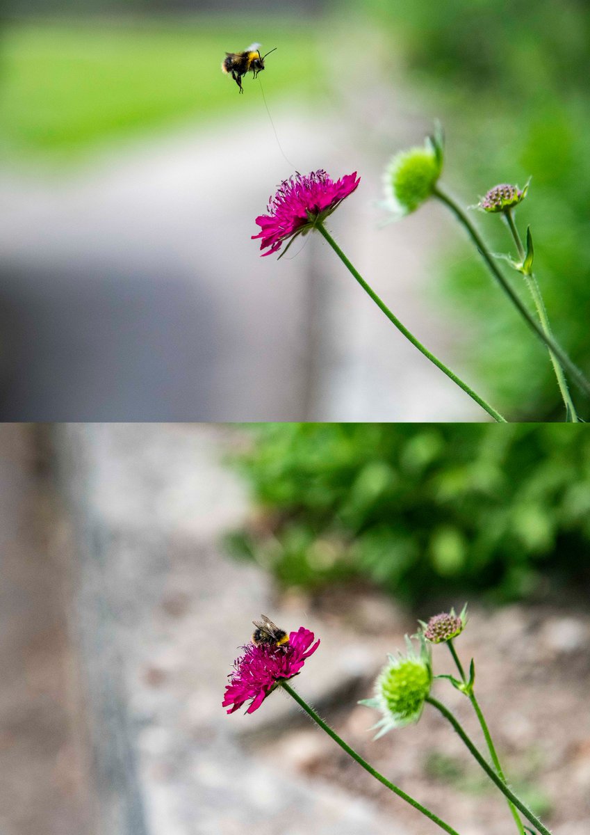Our patient photographer caught this bee at work in Kingswood Park