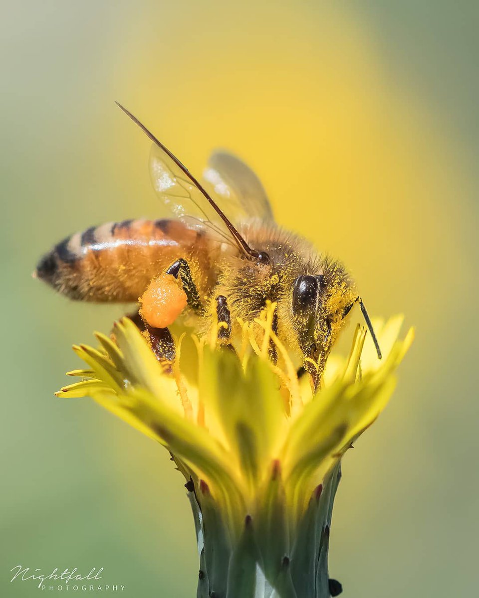 KelloggGarden's tweet image. A bumblin' bee, hard at work. Thanks little guy, for all that you and your friends do. Happy World Bee Day! 🐝 #pollinators #beesatwork #worldbeeday
IG #repost from @ nightfall_photography