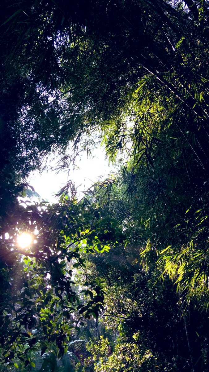 In sync ... ☮️

#nature #mornings #planetearth #lifeonearth #roamtheplanet #jungles #stepintothewild #wild #wilderness #closer #earthlings #goodlife #goodness #forthesoul #peace #soulful
