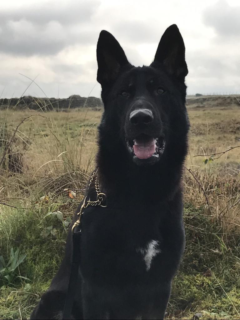 PSOSDogs's tweet photo. We are very proud of Pd Ted (& PC Aly Bell) who came home with over all 3rd place from the National Police dog trials. Ted & Aly were also the winners of phase 1 trophy & the trophy for best tracking dog. #silverware #PDTed #NPDT2019 our thanks to @gwentpolice great job hosting https://t.co/jSmCr9OqbC