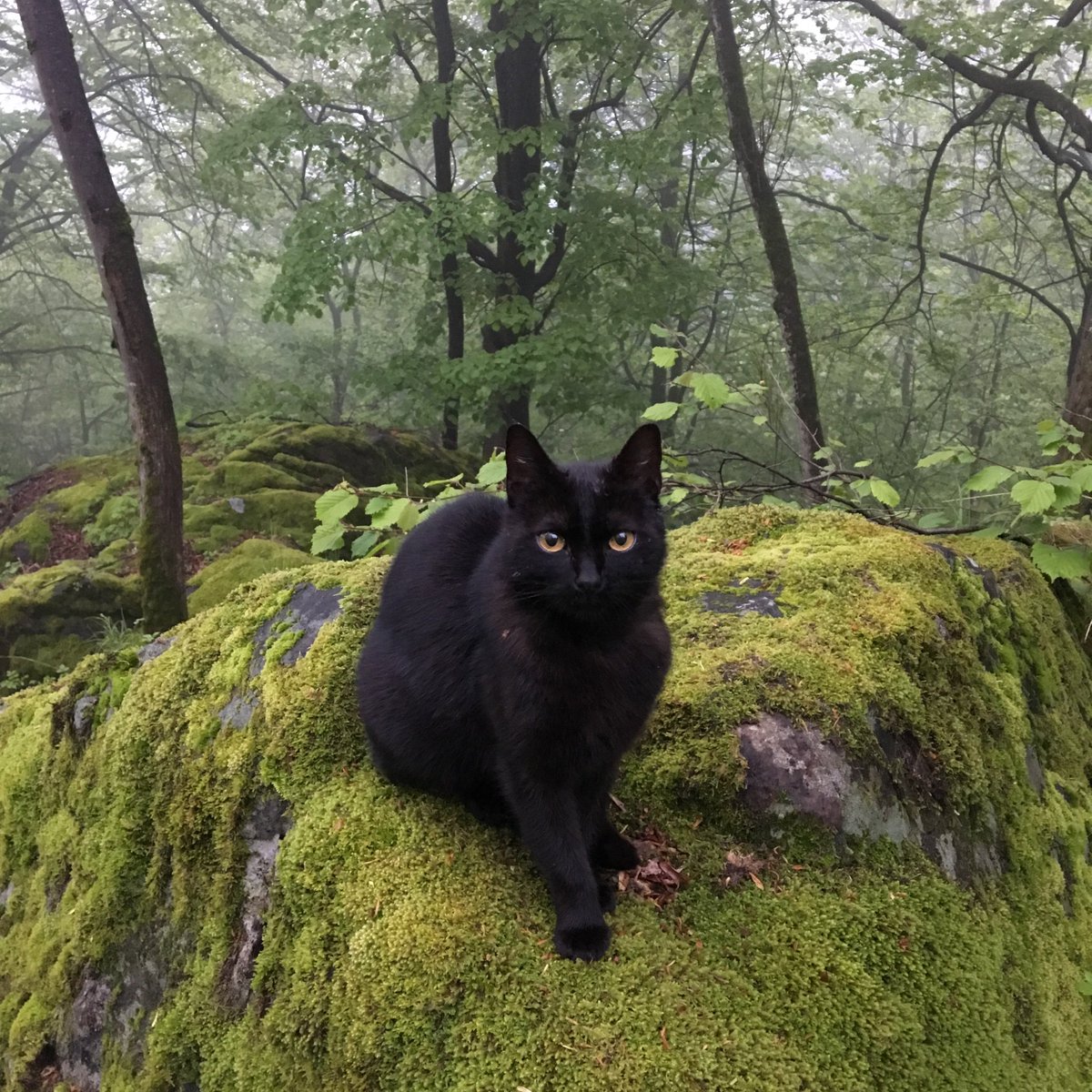 Look who followed me home through the woods.