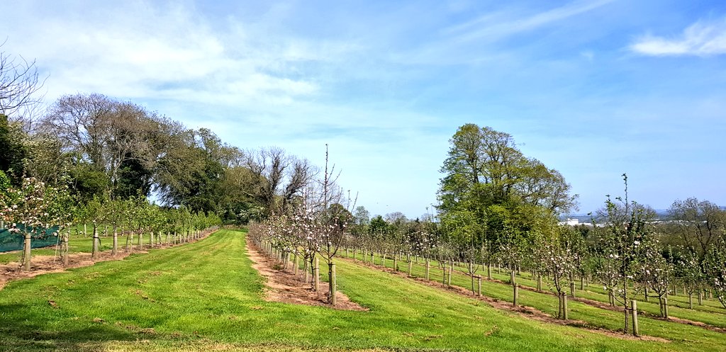 Killahora's tweet image. Ahh.....#sprummer, in Killahora, Cork where t-shirts are still a bold move but blossom is safe from cold. Is it me or are the 🐝's bigger and bolder so far this year, from the long run of blossom? Looking forward to one of our newer orchards producing some new varieties in 2019!