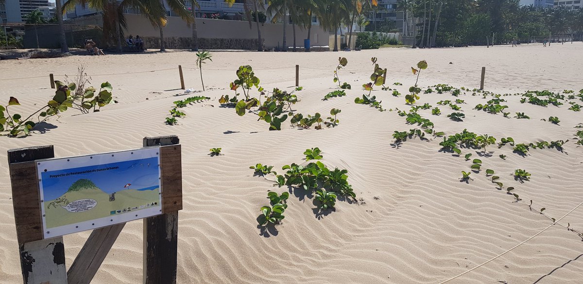 AbdielBonillaPR's tweet photo. Continúa la restauración de las dunas de arenas en las playas de Ocean Park y Condado. Tenerlas, nos proteje de los fuertes oleajes. ¡Ayuda a protegerlas! #EnLasComunidades #PuertoRico
@DeborahWAPA @YarimCorrea https://t.co/YQg7r6xP0Q