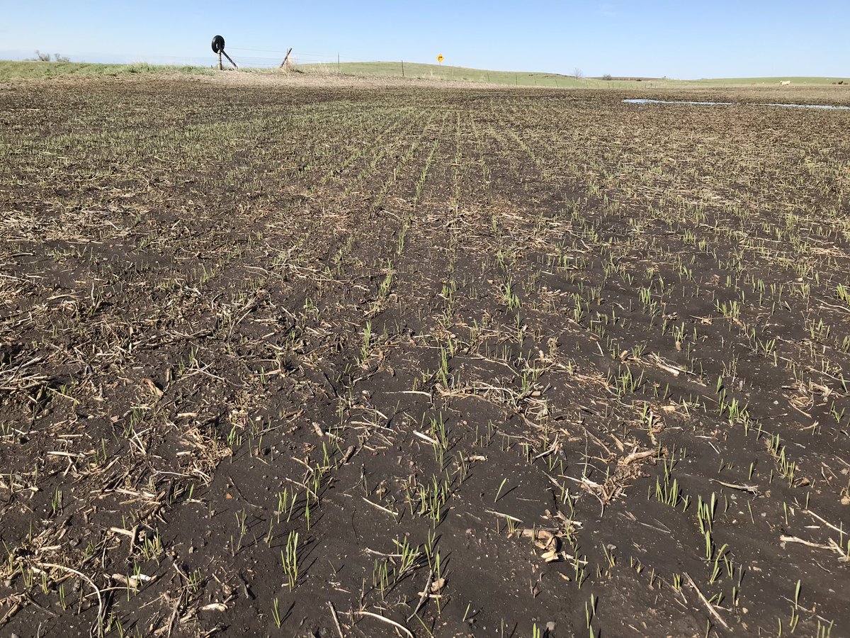 BrookeG_4's tweet photo. Beautiful day to check crop progress! Corn, oats, and beans below. #plant19 https://t.co/1w188STpJP