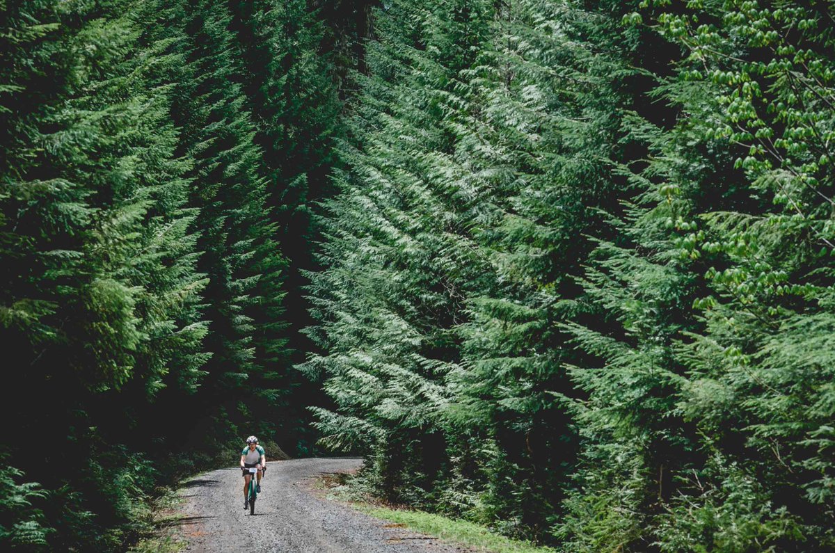 BikePortland's tweet photo. Photo Gallery and Recap: Oakridge and Westfir host 'Sasquatch Duro' gravel event
https://t.co/Y28INaIJRa
#gravelbikes @TravelOregon #CoMotionCycles #RolfPrima @ridewithgps https://t.co/boXXrRJgKo