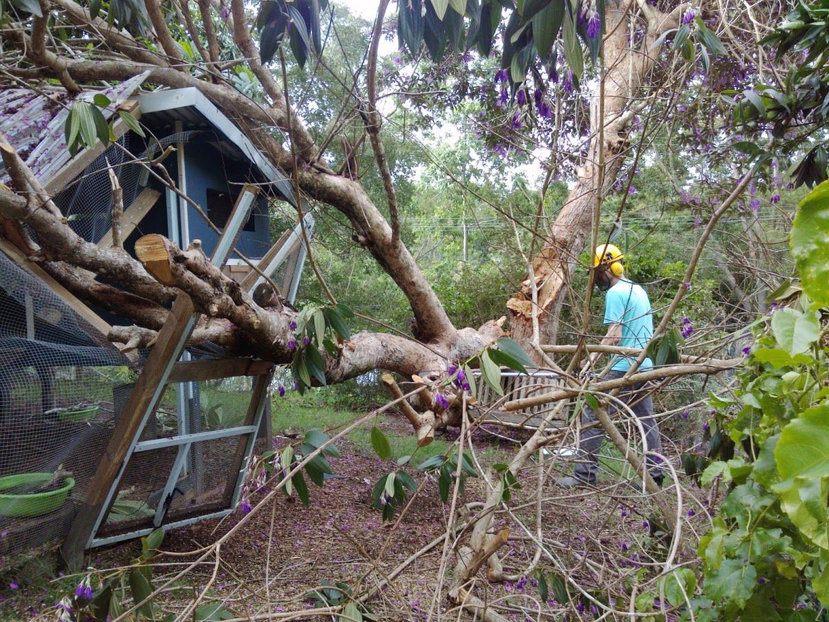 cdbragg's tweet image. Unexpectedly had cause to remember this moment tonight... fond memories of my greatest achievement.  When my #chickenhouse was much stronger than the tree that fell on it!  #overengineered #eggswillneverpayforthathouse #chickens