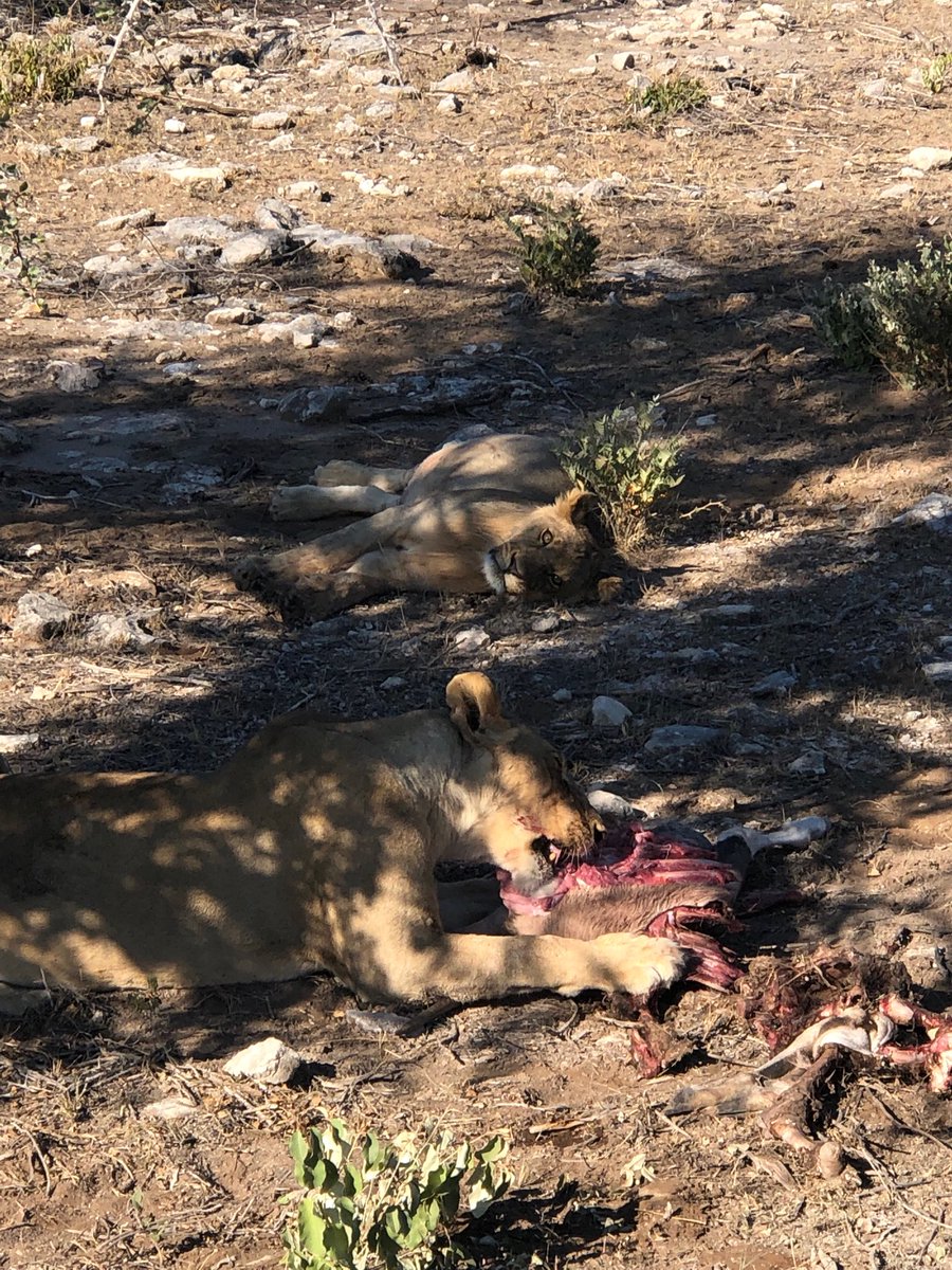 Had game carpaccio for lunch today overlooking the waterhole ⁦<a href="/Onguma_safari/">Onguma Safari Camps</a>⁩. Later we went on a game drive and realized the lions and I had the same lunch.