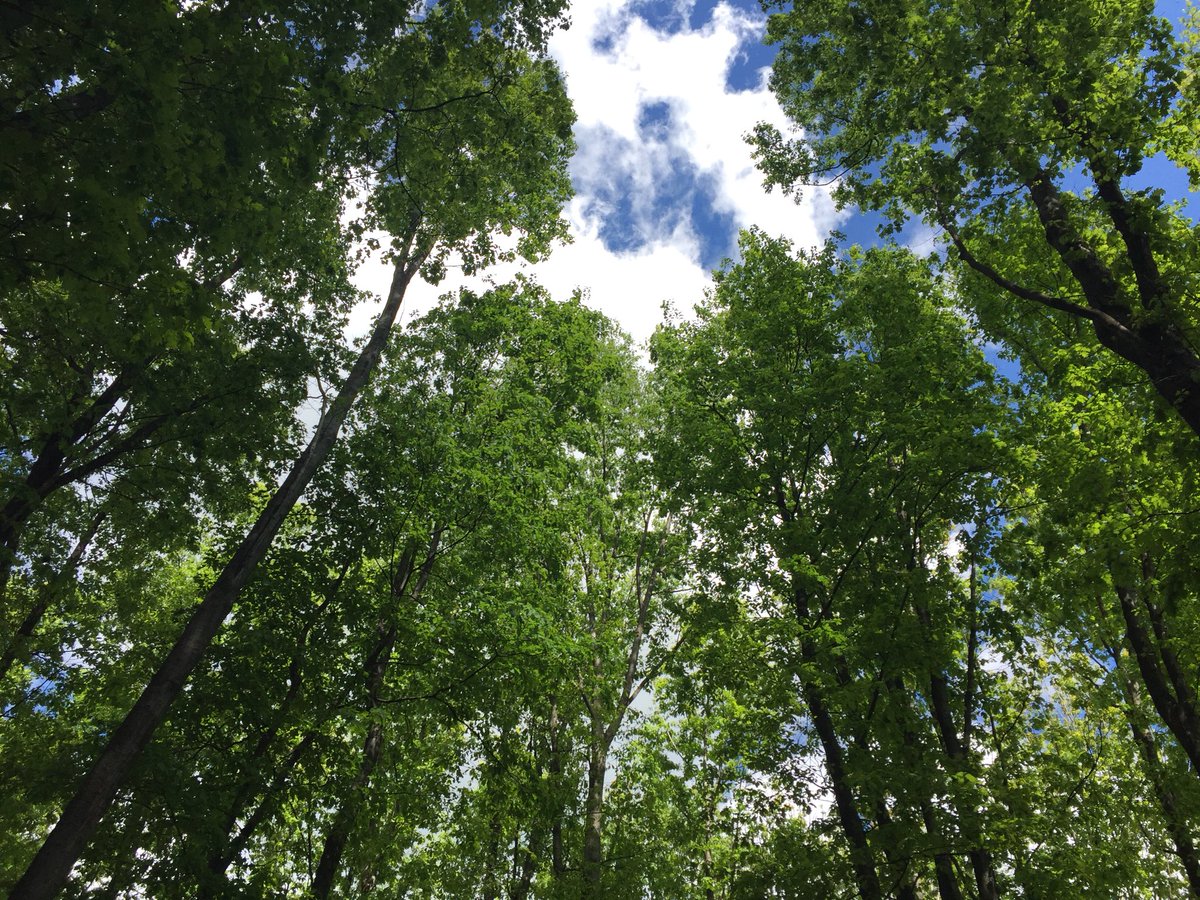 SlowTown_MI's tweet photo. #emergenzaclimatica #choosegreen #moregreen #votegreen https://t.co/HAEmcQQx7K