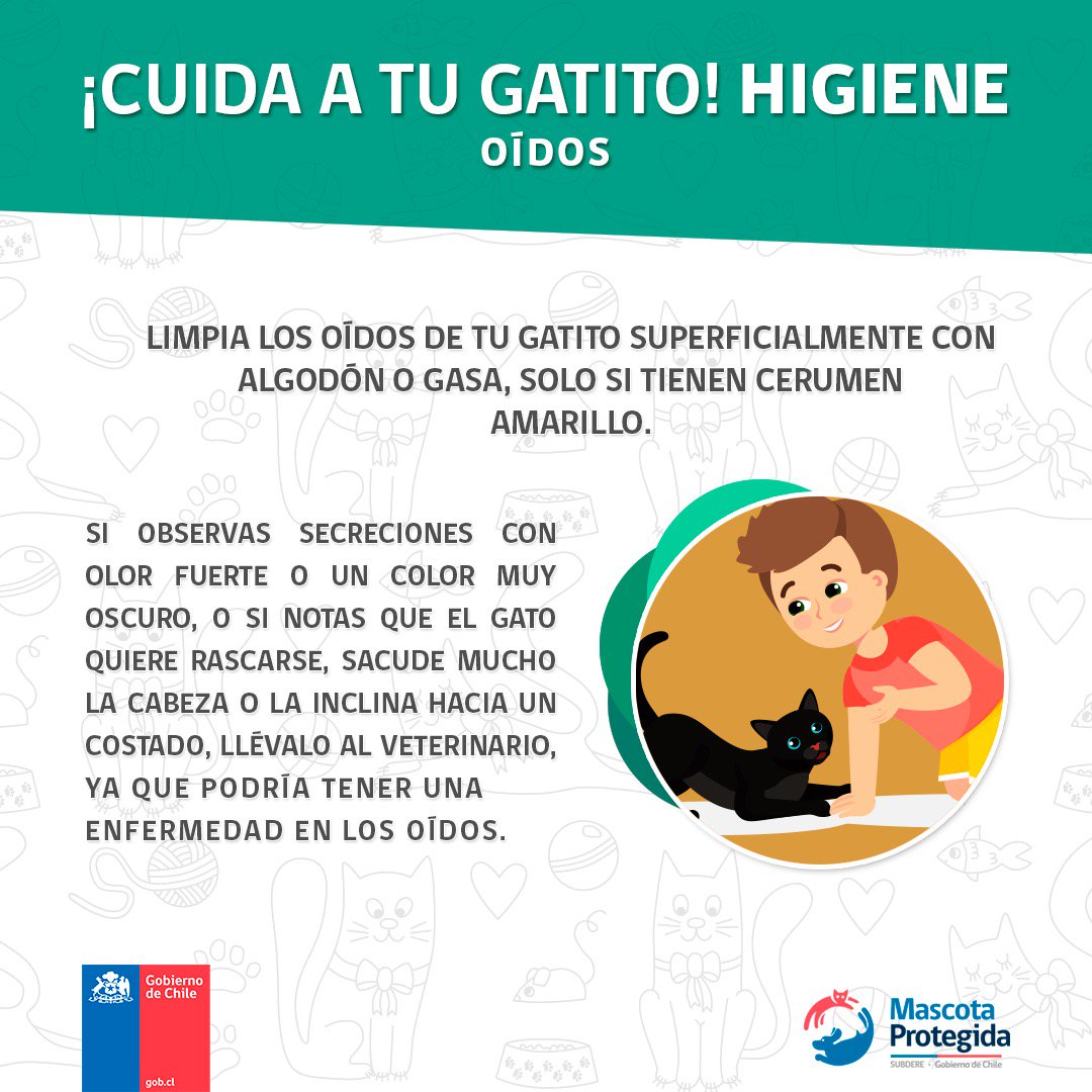 MascotaGob's tweet photo. #GatoTips 😻 ¡Cuida a tu gatito! Pon atención a sus oídos y a estos útiles consejos, y en caso de dudas, recuerda siempre acudir a un médico https://t.co/GKusRmAEj7