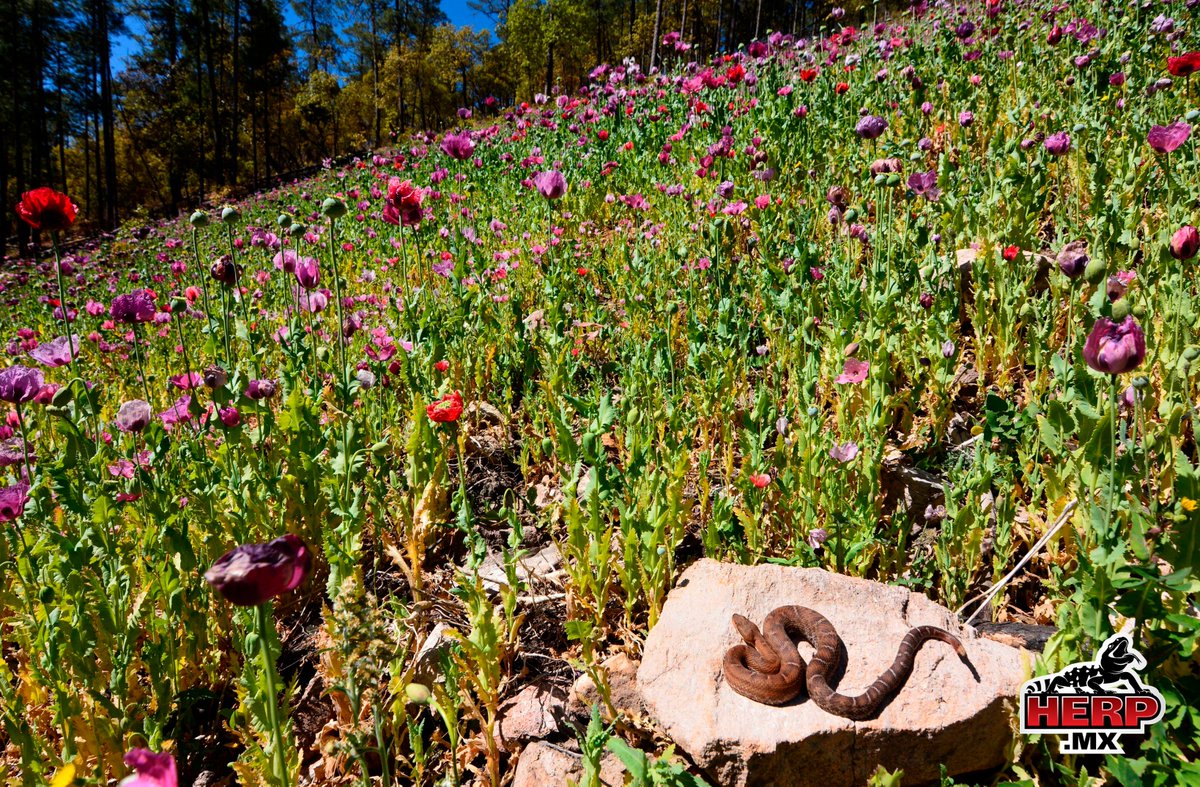 HERPMX's tweet photo. Drug cultivation is a double-edged sword for many of Mexico's mountain-dwelling #reptiles and amphibians. While the practice has inadvertently worked to conserve large swaths of habitat, the accompanying corruption makes it nearly impossible to police illegal mining and logging. https://t.co/oMAhc1hFr3