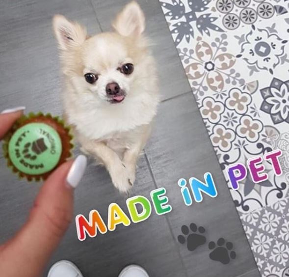 MadeInPet's tweet photo. [HAPPY CUPCAKES] ❤😍💖
Litchi 🐶 le petit gourmet est heureux d'avoir reçu ses 
Cupcakes préférés de la Pâtisserie MADE iN PET 🎁😋  https://t.co/i3thc1r5rz #Chien #doggie #MADEINPET #cupcakes #Madeinfrance #Chihuahua https://t.co/SnA9eLvcCL