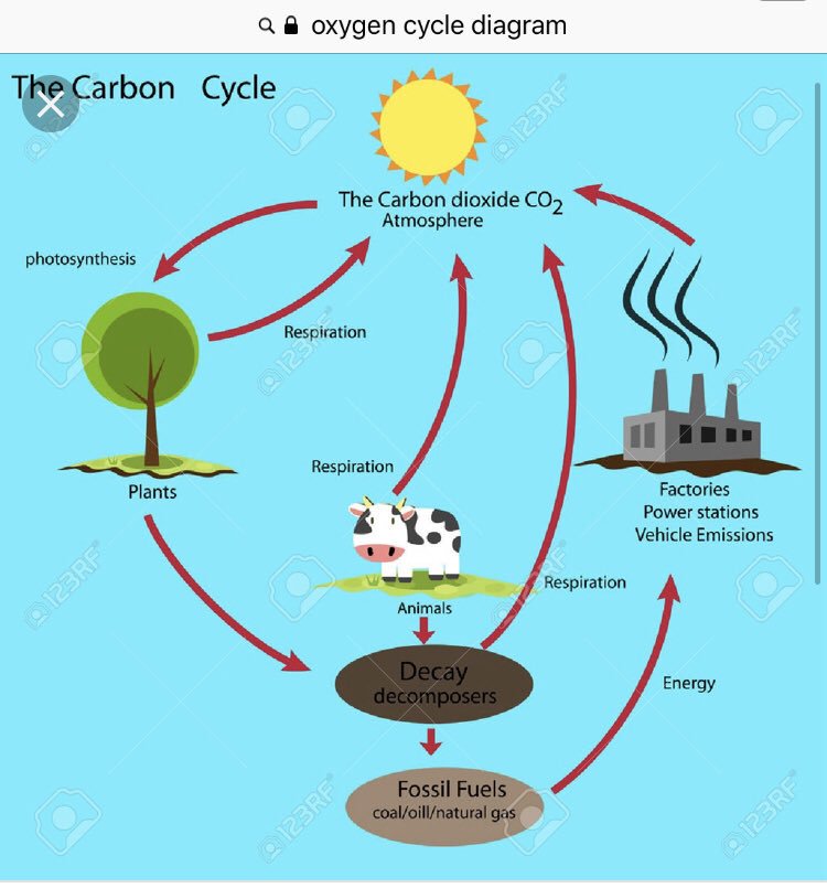 Carbon Cycle For Middle School