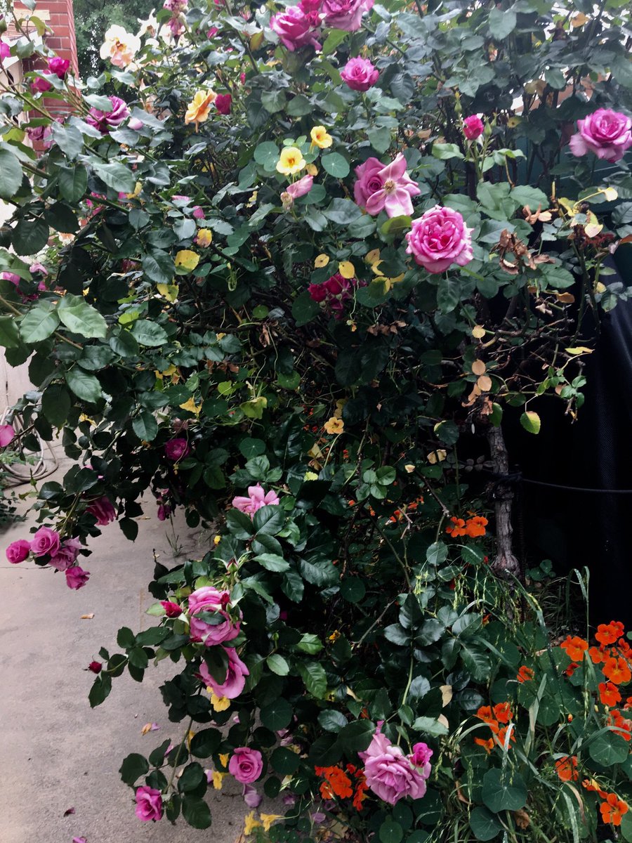 Taurus652's tweet image. Seek purity