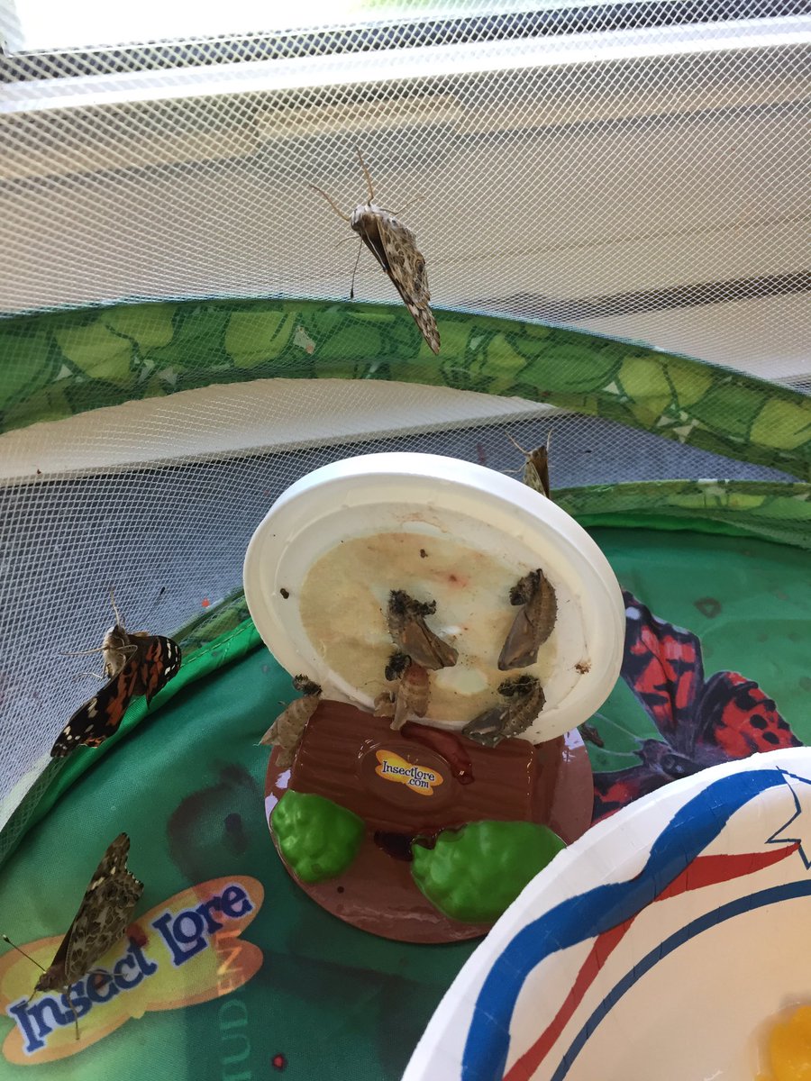 EcoffLibrary's tweet image. Writing our final chapter of &quot;Diary of a Caterpillar&quot; now that the butterflies have hatched! @EcoffElementary #ccpslibraries