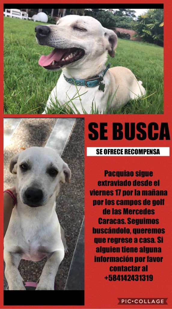 die_KoeniginV's tweet photo. Pacquiao sigue extraviado desde el viernes 17 de mayo en la mañana por los campos de golf de Las Mercedes. Se ha buscado por todas partes y no lo encontramos pero lo queremos de regreso en casa.Porfa si tienes alguna info contacta al num de la foto de igual forma puede RT🙏🏾🙏🏾🙏🏾 https://t.co/Ab7JEV5wfO