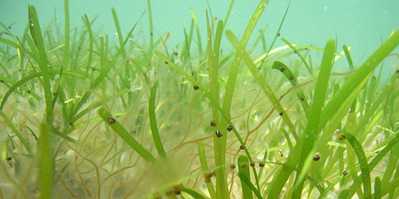 For years, we thought turtle seagrass was pollinated by ocean currents.
🌱🐢
But research has shown that zooplankton are "bees of the sea" carrying pollen between plants.
🌊🐝
The flowers have even adapted to open up at night when the plankton are most active!
🌼🌌
#WorldBeeDay