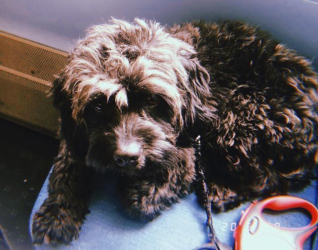 CharlieBiles's tweet photo. Train chillin’ 🚆 https://t.co/rTVhtLyFMa https://t.co/MeIP7nOMx6