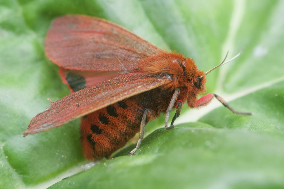 nature_uk's tweet photo. When gardening I came across this Ruby Tiger Moth. It landed on the gravel so we picked it up to move it but it started laying eggs! We placed it on a leaf to continue. 
#rubytigermoth #moth #eggs #layingeggs #spring @savebutterflies  @BritishMoths @Natures_Voice @bugboybaker https://t.co/08f38kF70e