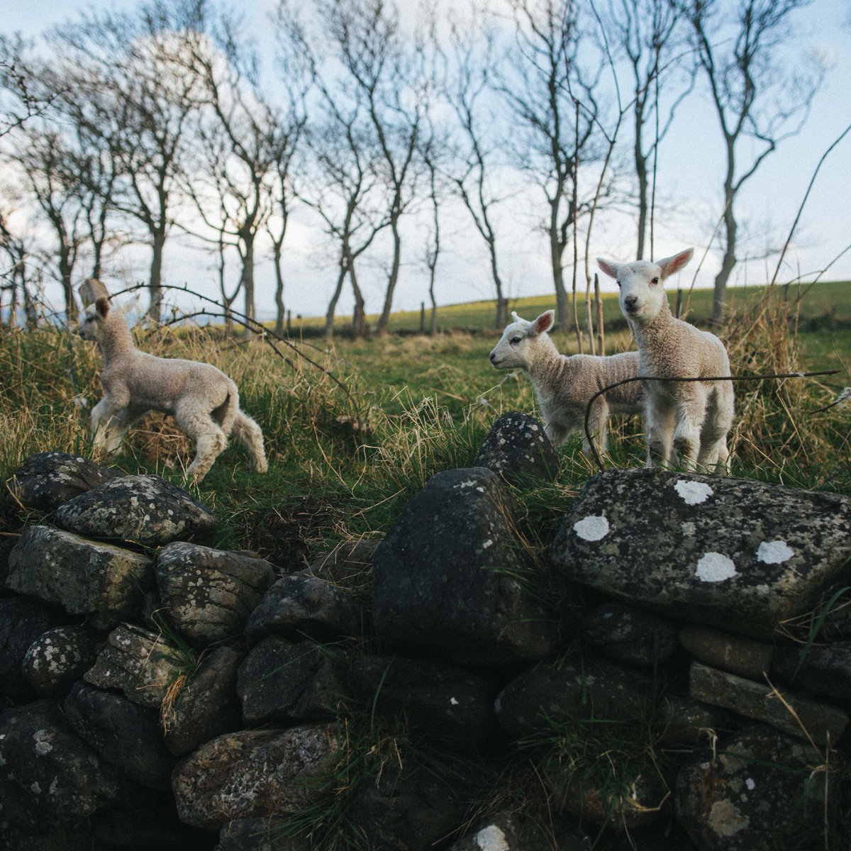 LambayWhiskey's tweet photo. Our Lambay Lambs!
#lambaywhiskey #uncorktheunique #lambaylibations #lambaymoments #lambaylove #lambaysbb #lambaysinglemalt #singlemalt #whiskymalt #smallbatch #cognaccaskfinish #crafted #frenchoak #whiskeytasting #camuscasks #drinkaware https://t.co/iF0sCa8hWS