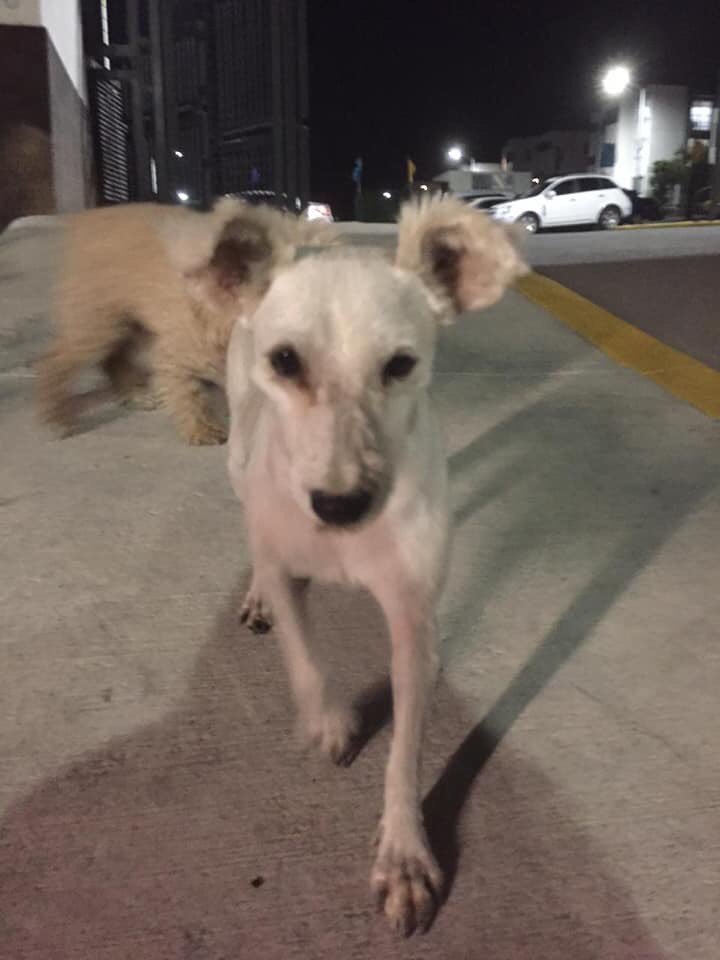 VeroCantuGott's tweet photo. @PerrosQro @qroperros @alexchavezqro Esta perrita está en Zibatá.  Llamar al 4421382363 Tiene recién cortado el pelo y es dócil y educada. https://t.co/uZZTfu1ill
