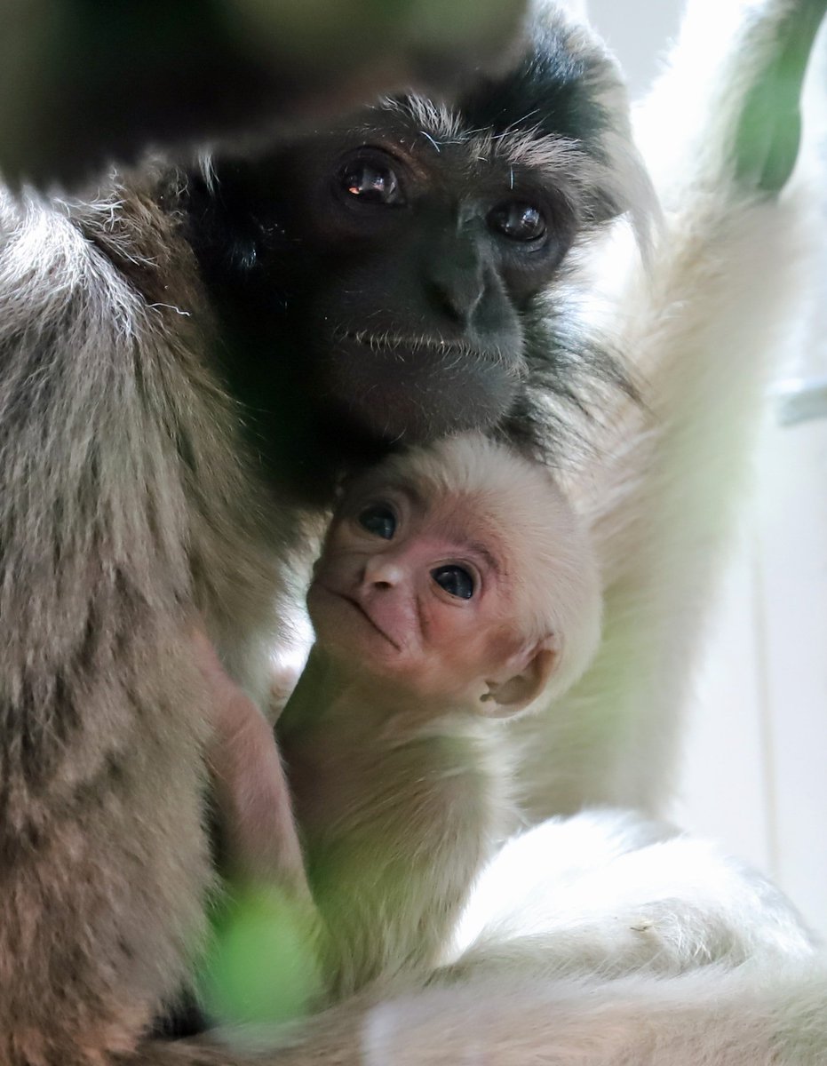 Pileated gibbon Shukdi has had a baby and it's ADORABLE! 😍
This little one was born to parents Shukdi and Hantu on 5th May and is doing well. As pileated gibbons are classified as Endangered, the birth of this baby is important to the future of this species. 🐵