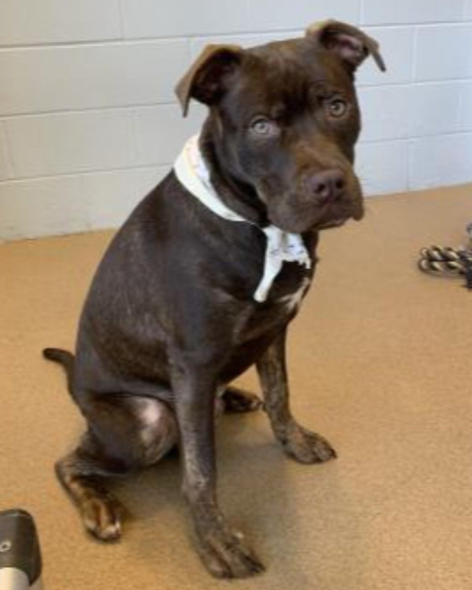 ACAS_PAWS's tweet photo. Hi, I'm Graham! I get so excited for company that I can't help but snortle and dance around in anticipation for some good loving. You have dogs at home? That's even better! I love to play. Swing by PAWS today to meet a professional love bug. #AdoptAtPAWS #Graham #GrahamCracker https://t.co/bLIcQkybdB