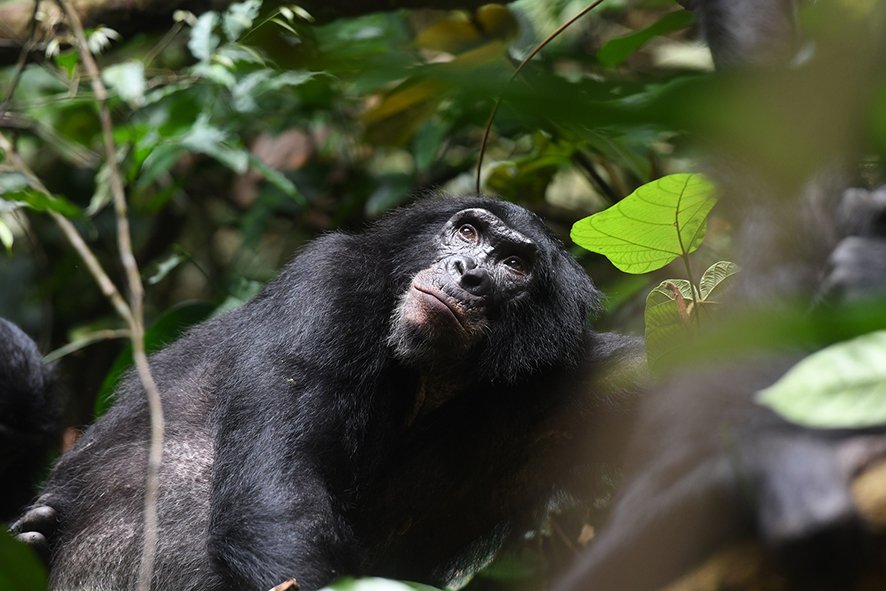 MPI_EVA_Leipzig's tweet photo. Bonobo mothers help their sons to have more offspring. New study in @CurrentBiology by Martin Surbeck, @TaiChimpProject, and colleagues from @MPI_EVA_Leipzig. More: https://t.co/11mtwBL4jw &amp; https://t.co/jdi3L8ibmN https://t.co/tDxHVDxaUA