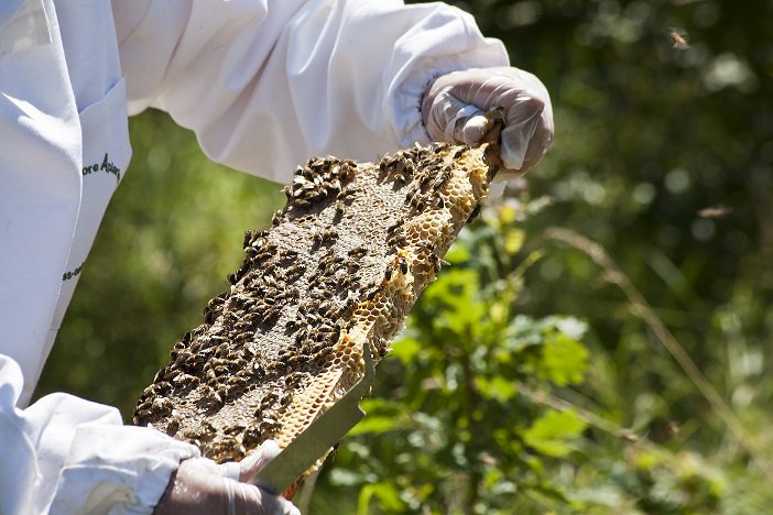 ThornageHall's tweet photo. Happy #worldBeeDay ππ #respectfortheenvironment https://t.co/hGAmYOa4g5