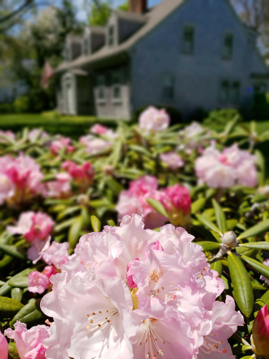 VisitCapeCod's tweet image. April showers bring May flowers. 🌸

#springoncapecod #feelinghappy #springfever