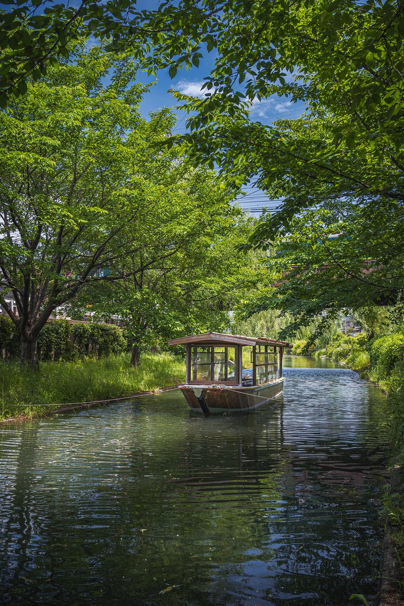 関西の写真 観光スポット すっかり夏の景色になっていました 緑が美しいところですよー 川沿いを散歩するのも楽しいです 京都 中書島 伏見十石舟 京都 春 桜 写真スポット T Co A5e3qkjva7 新緑 初夏 観光 旅行 一眼レフ