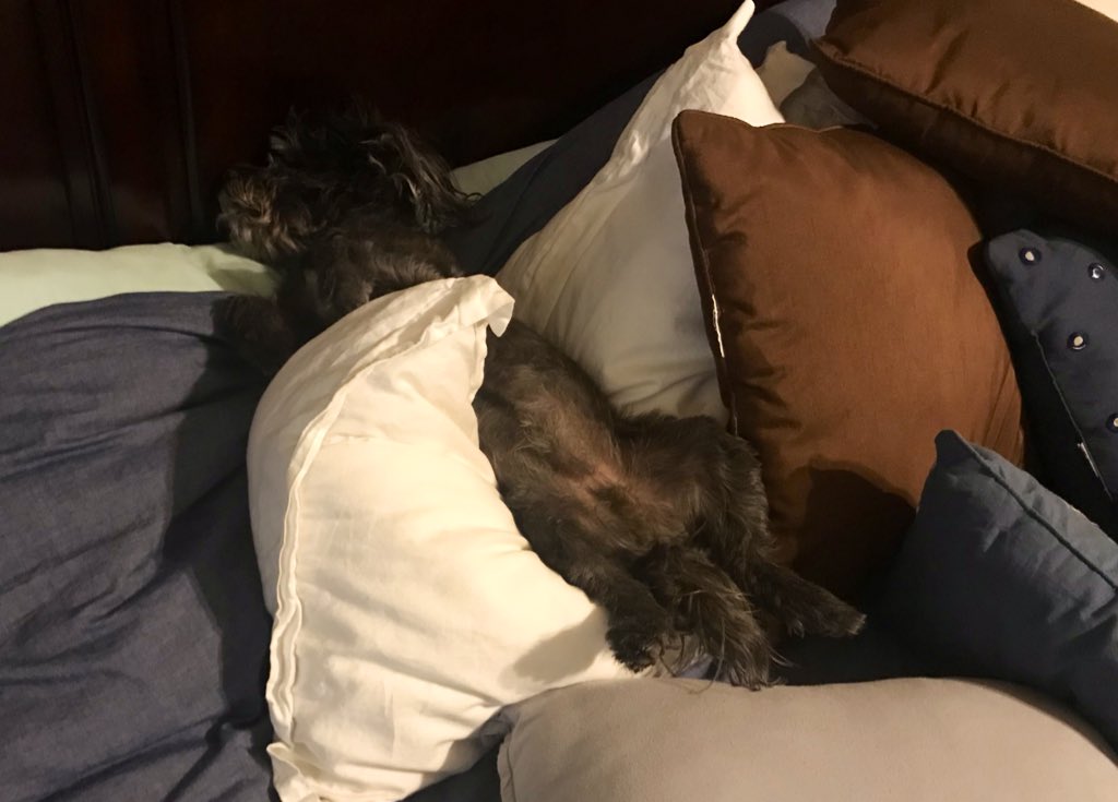 APS_Rich's tweet photo. @AnyaRogers27 start a trend #comfydogs https://t.co/0vUPf9efbW