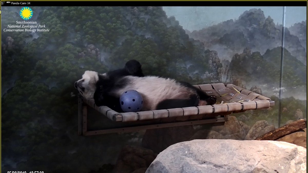 pinkypanda0823's tweet photo. Teenage pandas can be so dramatic. (Full disclosure: I was too!!) #BeTheBei https://t.co/PGWcUObY2P
