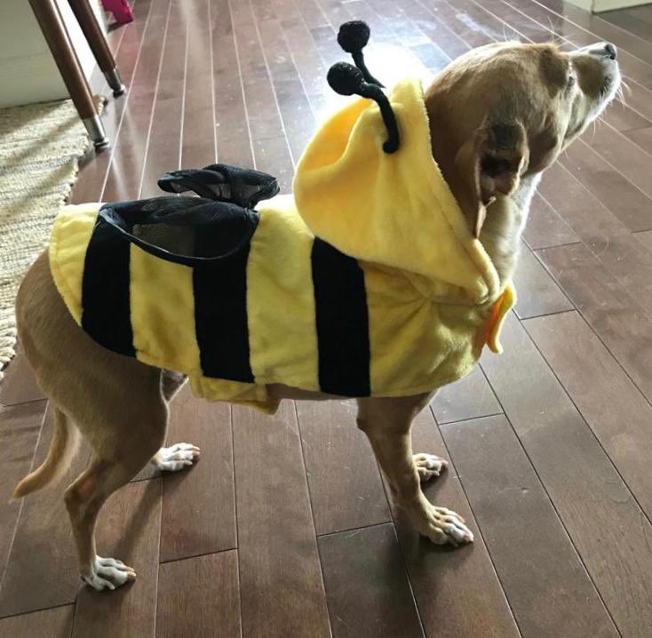 AustraliaUN's tweet photo. We all need to 🐝 more aware of pollinators in fighting world hunger and achieving #SDGs on #WorldBeeDay #SaveTheBees https://t.co/KGbEQRqS0J