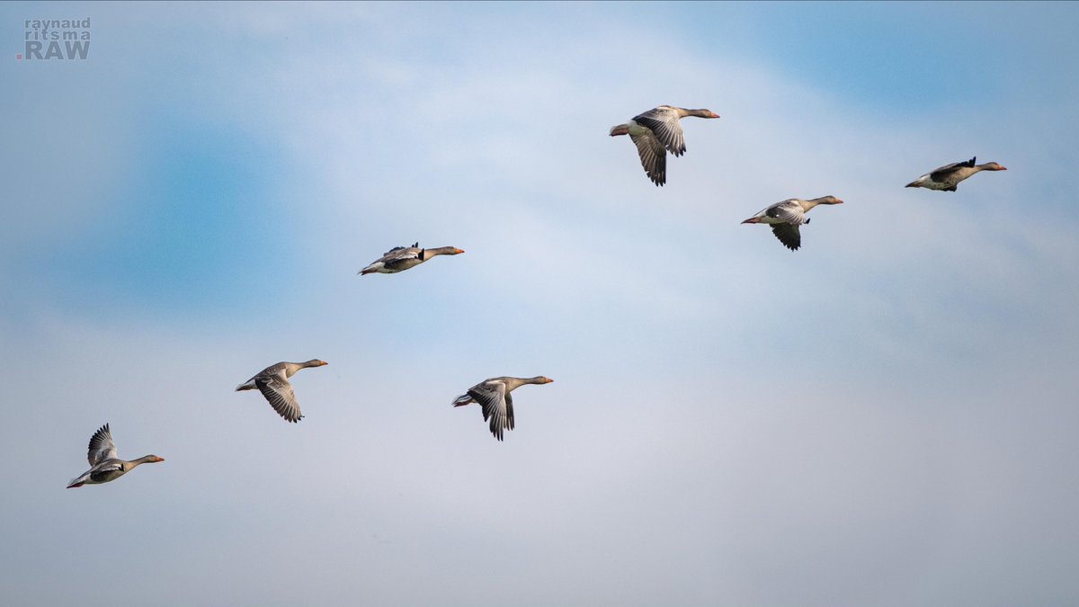 Ik zag ze vliegen... Blijft toch een mooi gezicht #grauwegans #gans #vliegen #vogel #nederland #fujifilm #fujifeed