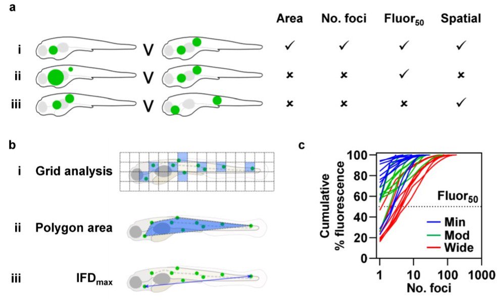 Gillian Tomlinson (@drgtomlinson) on Twitter photo QuantiFish: our new tools to quantify dissemination of pathology in #zebrafish
Authors: <a href="/DavidRStirling/">David Stirling</a> @DrElizaGil <a href="/elkslab_sheff/">Phil Elks</a> @Myco_Traps <a href="/mnoursad/">Mahdad Noursadeghi</a>
biorxiv.org/content/10.110… QuantiFish: our new tools to quantify dissemination of pathology in #zebrafish
Authors: <a href="/DavidRStirling/">David Stirling</a> @DrElizaGil <a href="/elkslab_sheff/">Phil Elks</a> @Myco_Traps <a href="/mnoursad/">Mahdad Noursadeghi</a>
biorxiv.org/content/10.110…