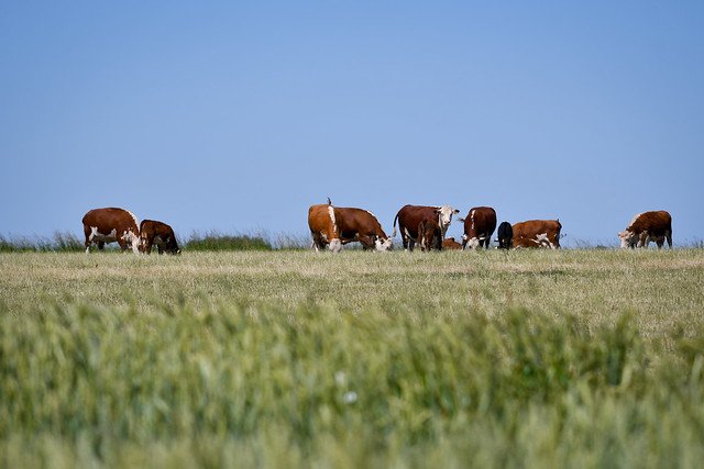 ofgorganic's tweet photo. When it comes to eating meat we support a good food economy based on a whole system approach not prescriptive solutions. The key message must be that people should look for sustainably produced meat that delivers a host of nutritional and ecological benefits #Organic #HealthyFood https://t.co/0ECv6hyoiz